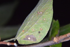 Celticecis cupiformis