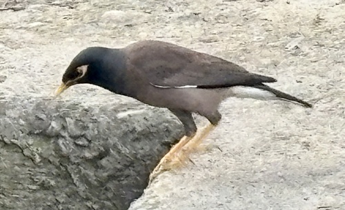 Common Myna
