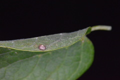 Celticecis capsularis