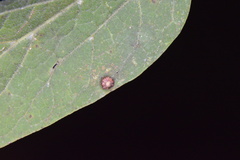 Celticecis capsularis