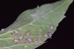 Celticecis capsularis