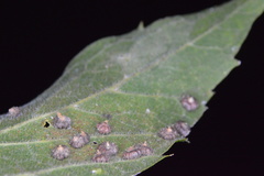 Celticecis capsularis