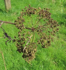Cicuta douglasii