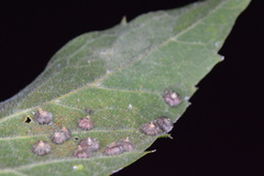 Celticecis capsularis