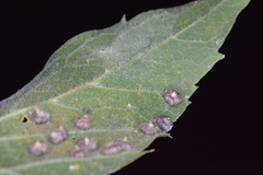 Celticecis capsularis