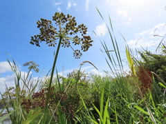 Cicuta douglasii