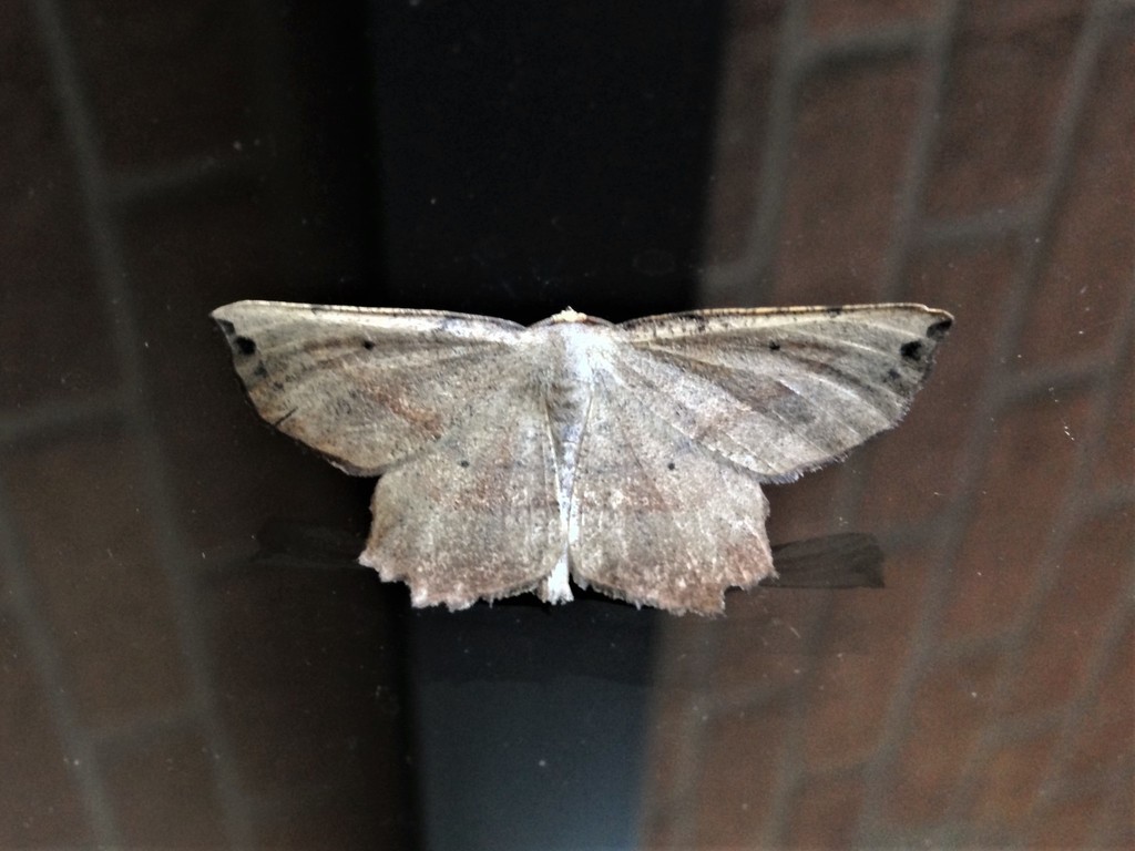 Obtuse Euchlaena Moth