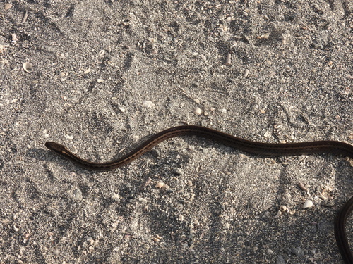 Fernandina Racer