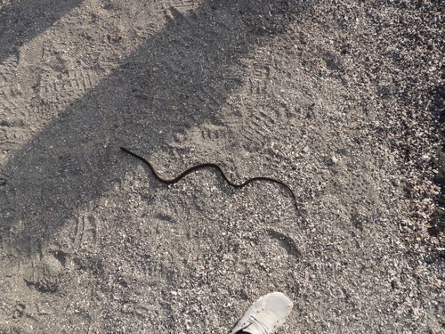 Fernandina Racer