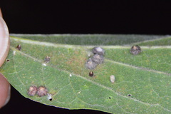 Celticecis capsularis