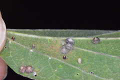 Celticecis capsularis