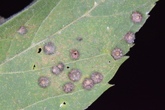 Celticecis capsularis