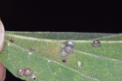 Celticecis capsularis