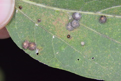 Celticecis capsularis