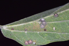 Celticecis cupiformis