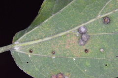 Celticecis cupiformis