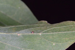 Celticecis cupiformis