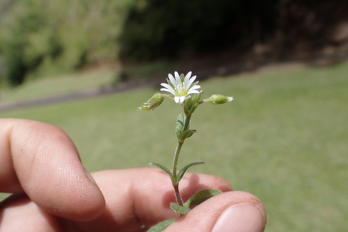 Cerastium glomeratum observed 2025-06-27