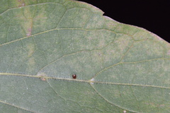 Celticecis cupiformis