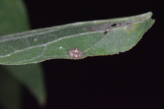 Celticecis capsularis