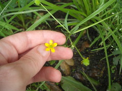 Ranunculus trilobus