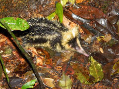 Hemicentetes semispinosus