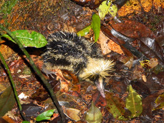 Hemicentetes semispinosus