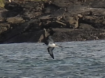 Galapagos Petrel (Pterodroma phaeopygia), photo 3