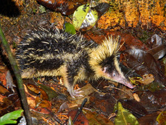 Hemicentetes semispinosus