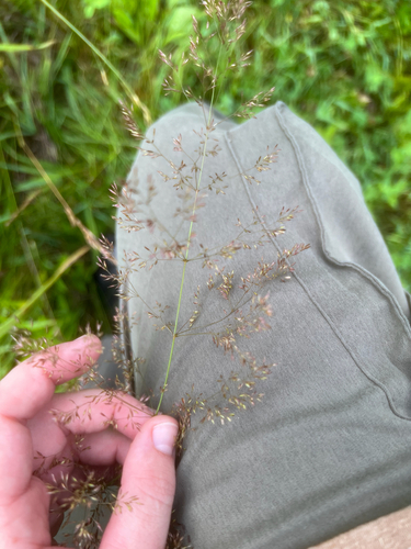 Agrostis gigantea iNat (1)