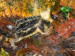 Hemicentetes semispinosus