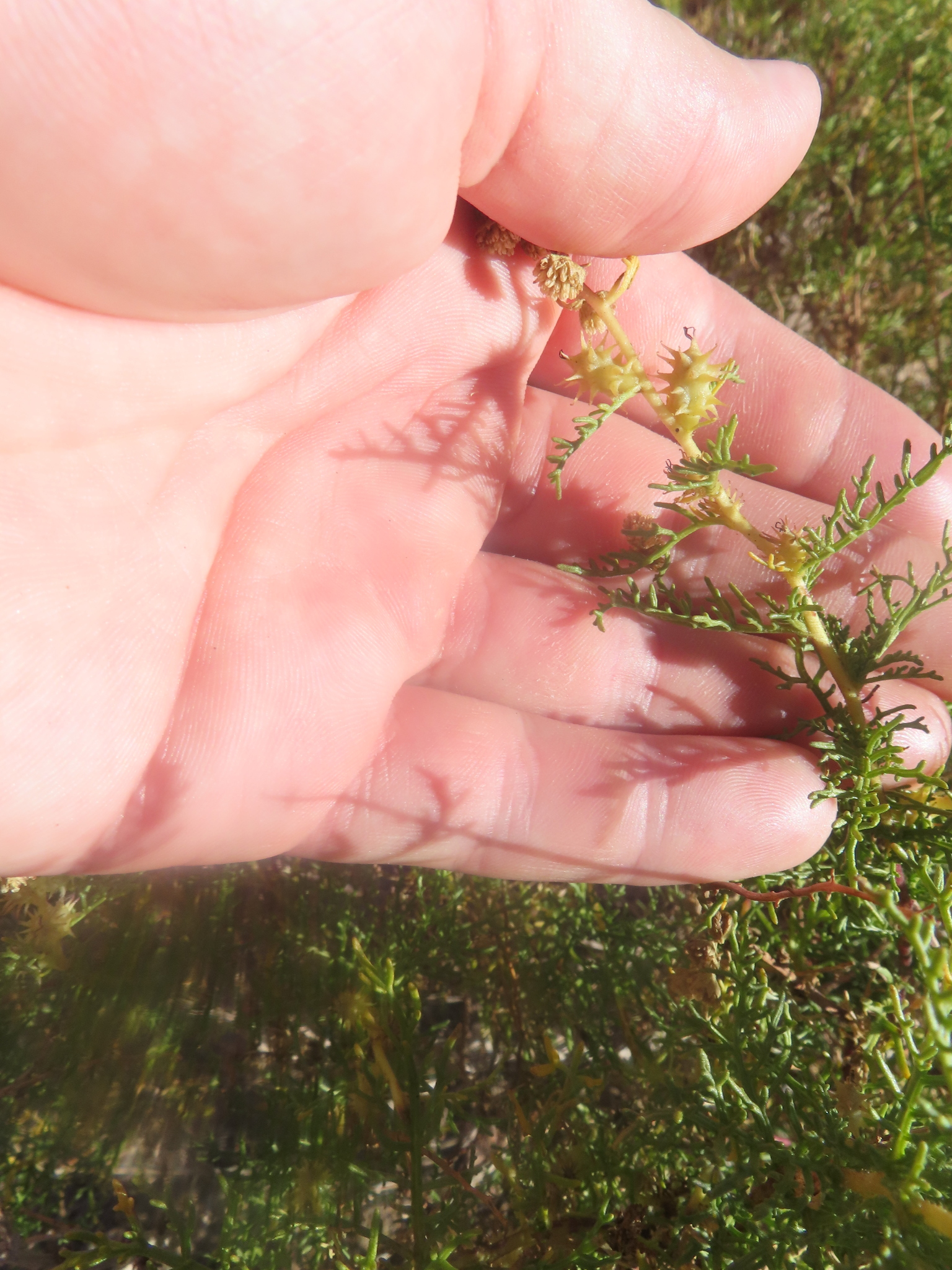Common ragweed