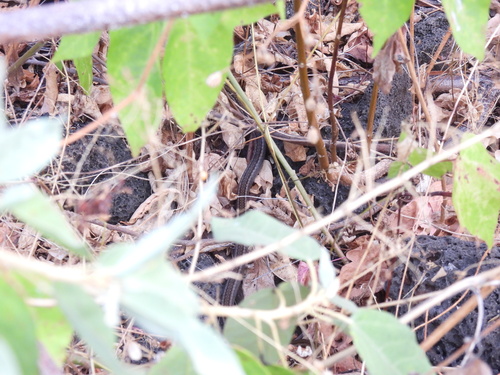 Galápagos Racer
