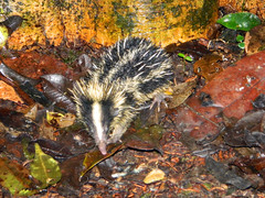 Hemicentetes semispinosus