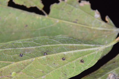 Celticecis cupiformis