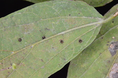 Celticecis cupiformis