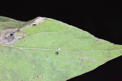 Celticecis cupiformis