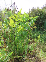 Cicuta douglasii