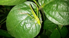 Neoconocephalus retusus