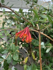 Lonicera sempervirens