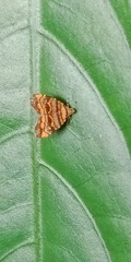 Choreutis amethystodes