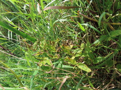 Cicuta douglasii