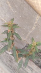 Spermacoce ocymoides