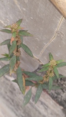 Spermacoce ocymoides