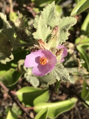 Malacothamnus foliosus