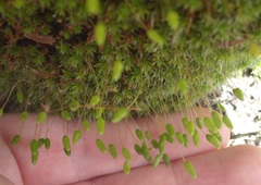 Leptostomum macrocarpum