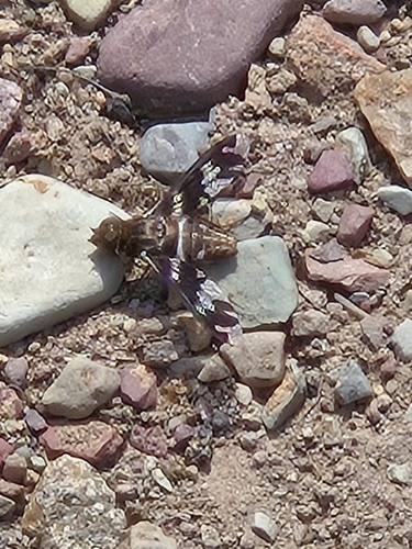 Unknown species found near West Glacier, MT 59936, USA