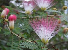 Calliandra riparia