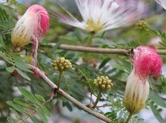 Calliandra riparia