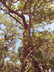 Quercus × eplingii